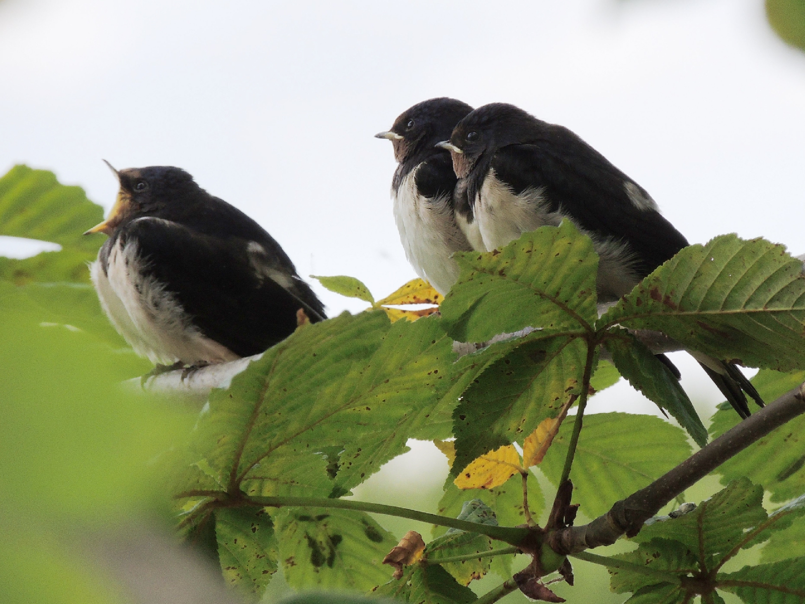 Фотоконкурс - 2025!